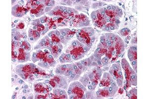 Anti-ELOVL7 antibody IHC of human pancreas. (ELOVL7 anticorps  (N-Term))