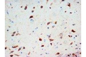 Image no. 1 for anti-Secretogranin III (SCG3) (C-Term) antibody (ABIN1492927) (SCG3 anticorps  (C-Term))