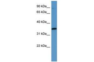 Image no. 1 for anti-Mitogen-Activated Protein Kinase-Activated Protein Kinase 3 (MAPKAPK3) (C-Term) antibody (ABIN6746803) (MAPKAP Kinase 3 anticorps  (C-Term))