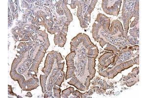 IHC-P Image ACE2 antibody [N1N2], N-term detects ACE2 protein at secreted on mouse intestine by immunohistochemical analysis.