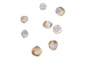 Immunocytochemistry of TRIM25 in HeLa cells with this product at 5 μg/ml.