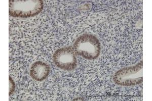 Image no. 4 for anti-RNA Binding Motif Protein 39 (RBM39) (AA 423-473) antibody (ABIN599086) (RBM39 anticorps  (AA 423-473))