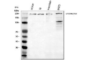anti-Fms-Related tyrosine Kinase 1 (VEGFR1) (FLT1) (AA 278-298), (N-Term) antibody