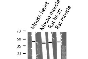 Western blot analysis of extracts from mouse tissue sample, using Actin α 1 Antibody. (Actin anticorps  (N-Term))