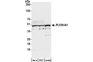 Western Blotting (WB) image for anti-Pleckstrin Homology Domain Containing, Family A (phosphoinositide Binding Specific) Member 1 (PLEKHA1) (AA 354-404) antibody (ABIN7453166)