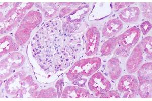 anti-SH2 Domain Containing 4A (SH2D4A) (AA 145-194) antibody