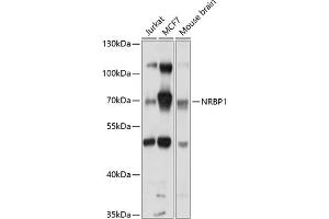 Western blot analysis of extracts of various cell lines, using NRBP1 antibody (ABIN6132425, ABIN6144845, ABIN6144846 and ABIN6214502) at 1:1000 dilution. (NRBP1 anticorps  (AA 406-535))