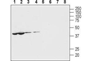 Western blot analysis of mouse (lanes 1 and 5) and rat (lanes 2 and 6) heart lysates and mouse (lanes 3 and 7) and rat (lanes 4 and 8) brain membranes: - 1-4.