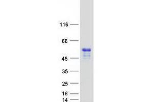 Validation with Western Blot