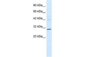 WB Suggested Anti-HOXB5 Antibody Titration: 0. (HOXB5 anticorps  (N-Term))