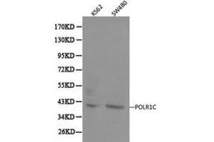 Western Blotting (WB) image for anti-Polymerase (RNA) I Polypeptide C, 30kDa (POLR1C) antibody (ABIN1874180) (POLR1C anticorps)