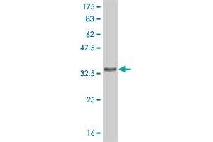 Western Blot detection against Immunogen (35.