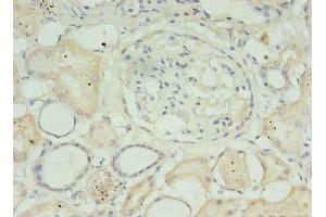 Immunohistochemistry of paraffin-embedded human kidney tissue using ABIN7159152 at dilution of 1:100