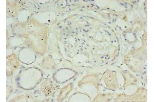 Immunohistochemistry of paraffin-embedded human kidney tissue using ABIN7159152 at dilution of 1:100 (MED27 anticorps  (AA 67-165))