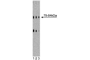 Western blot analysis of DLP1 on a rat cerebrum lysate. (CSRP2 anticorps  (AA 601-722))