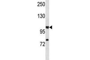 HIF1A antibody western blot analysis in A549 lysate.
