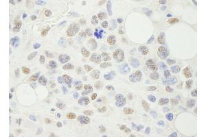 anti-Nuclear Transcription Factor Y, alpha (NFYA) (AA 333-347) antibody