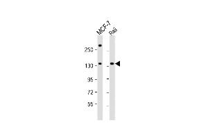 All lanes : Anti-BARON Antibody (Center) at 1:1000 dilution Lane 1: MCF-7 whole cell lysate Lane 2: Raji whole cell lysate Lysates/proteins at 20 μg per lane. (Rubicon anticorps  (AA 656-684))