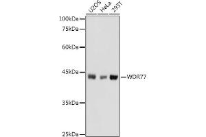 Western blot analysis of extracts of various cell lines, using WDR77 antibody (ABIN6128227, ABIN6150205, ABIN6150206 and ABIN6222948) at 1:1000 dilution. (WDR77 anticorps  (AA 1-260))