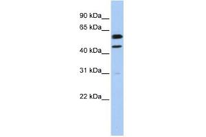 WB Suggested Anti-CCNB1 Antibody Titration:  0. (Cyclin B1 anticorps  (C-Term))