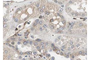 ABIN6267034 at 1/100 staining human Kidney tissue sections by IHC-P. (RPL31 anticorps  (Internal Region))