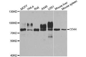 Western blot analysis of extracts of various cell lines, using CD44 antibody. (CD44 anticorps  (AA 35-300))