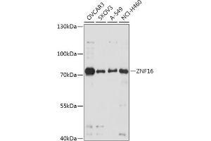 Western blot analysis of extracts of various cell lines, using ZNF16 antibody (ABIN7271459) at 1:1000 dilution. (ZNF16 anticorps  (AA 1-210))