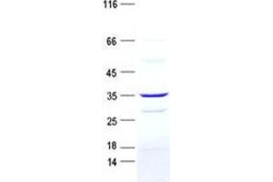 Validation with Western Blot