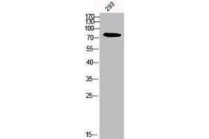 Western Blot analysis of 293 cells using Calpain 12 Polyclonal Antibody (CAPN12 anticorps  (Internal Region))