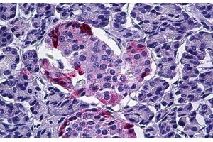 Human Pancreas: Formalin-Fixed, Paraffin-Embedded (FFPE) (PPY anticorps  (AA 61-73))