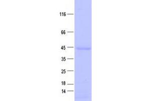 Validation with Western Blot