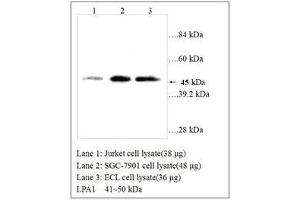 Image no. 1 for anti-Lysophosphatidic Acid Receptor 1 (LPAR1) (AA 342-359) antibody (ABIN791314) (LPAR1 anticorps  (AA 342-359))
