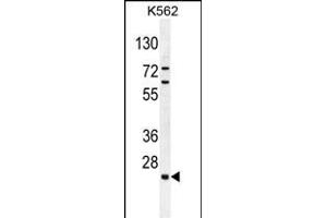 C15orf41 Antibody (Center) (ABIN654657 and ABIN2844354) western blot analysis in K562 cell line lysates (35 μg/lane). (BC052040 anticorps  (AA 167-193))