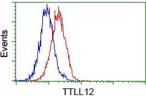 Image no. 4 for anti-Tubulin tyrosine Ligase-Like Family, Member 12 (TTLL12) antibody (ABIN1499033) (TTLL12 anticorps)