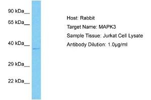 Host: Rabbit Target Name: MAPK3 Sample Type: Jurkat Whole Cell lysates Antibody Dilution: 1. (ERK1 anticorps  (N-Term))