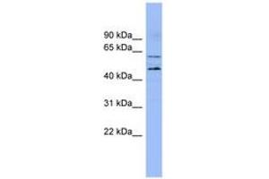 Image no. 1 for anti-Lipase Maturation Factor 1 (LMF1) (N-Term) antibody (ABIN6741872) (LMF1 anticorps  (N-Term))