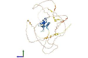AlphaFold protein structure predicition of Human Recombinant FOXO4 Protein, UniprotID P98177