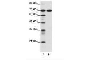 Image no. 1 for anti-RRN3 RNA Polymerase I Transcription Factor (RRN3) (C-Term) antibody (ABIN6736091) (RRN3 anticorps  (C-Term))