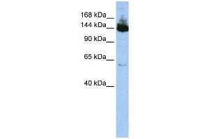 Symplekin antibody used at 1 ug/ml to detect target protein. (Symplekin anticorps  (Middle Region))