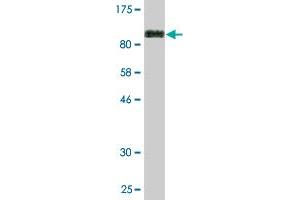 Western Blot detection against Immunogen (87.