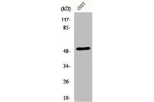 Western Blot analysis of COS7 cells using ETAR Polyclonal Antibody