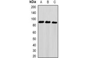 Western blot analysis of NIRF expression in Hela (A), PC3 (B), THP1 (C) whole cell lysates. (UHRF2 anticorps)