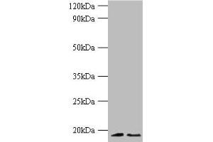 Western blot All lanes: Histone H3. (Histone H3.3 anticorps  (AA 2-136))