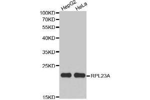 Western blot analysis of extracts of various cell lines, using RPL23A antibody.