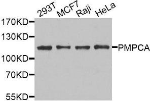Western blot analysis of extracts of various cell lines, using PMPCA antibody. (PMPCA anticorps  (AA 456-525))