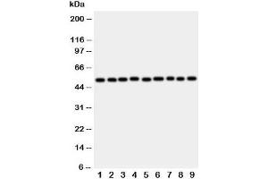 Western blot testing of E2F2 antibody and rat samples 1: lung;  2: heart;  3: brain;  4: kidney; and human samples 5: HeLa;  6: COLO320;  7: A549;  8: MCF-7;  9: SMMC-7721 cell lysate.