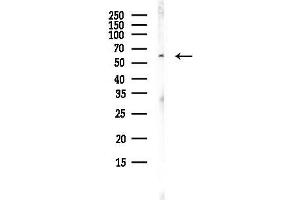 anti-ORAI Calcium Release-Activated Calcium Modulator 1 (ORAI1) (C-Term) antibody