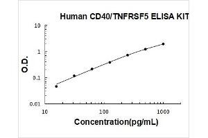 CD40 (CD40) ELISA Kit