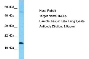 Host: Rabbit  Target Name: INSL5  Sample Tissue: Fetal Lung lysates  Antibody Dilution: 1. (INSL5 anticorps  (Middle Region))