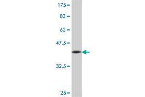 Western Blot detection against Immunogen (37. (GFAP anticorps  (AA 131-230))